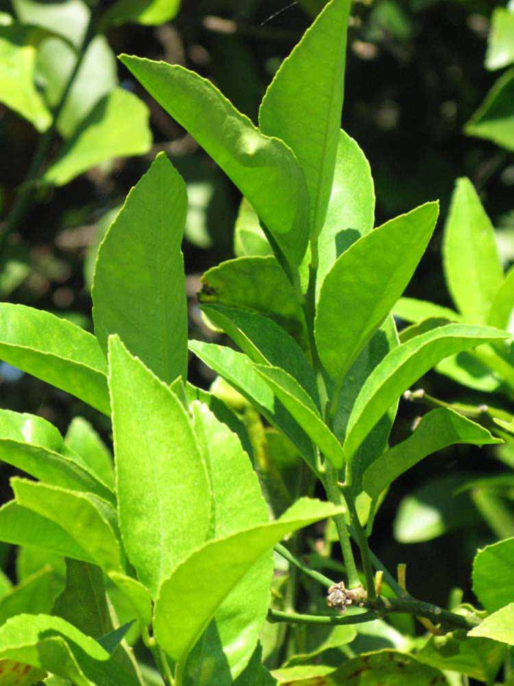              Sun leaves (Winter Haven, FL)       